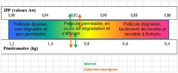 ipp PL 16082021