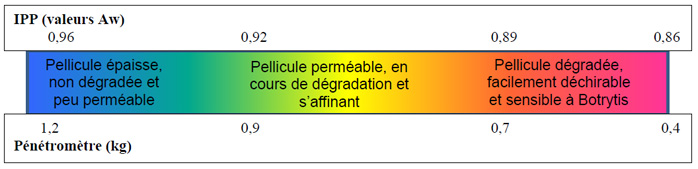 ipp base