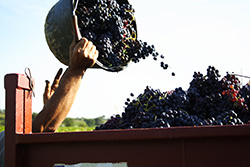 Vendanges